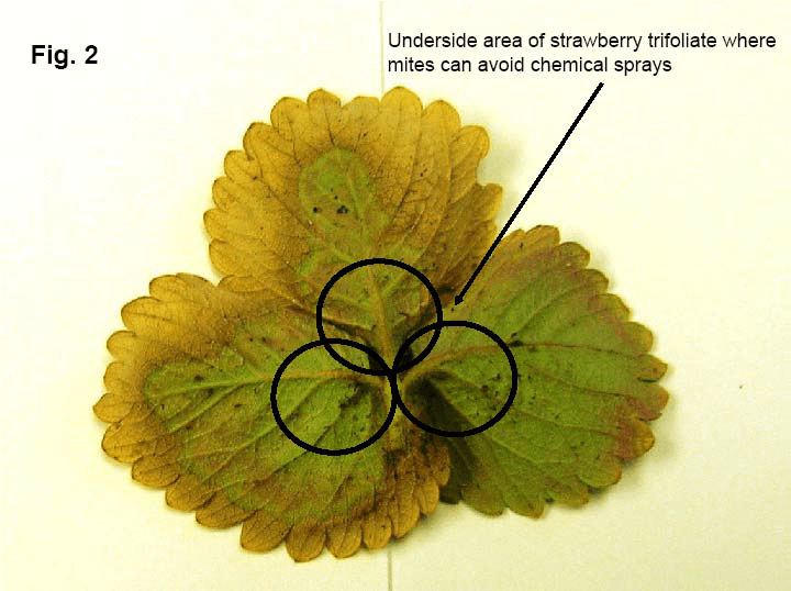 Low Level of Two Spotted Spider Mites in Strawberries University of